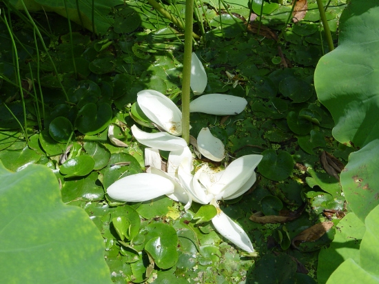 백련의 꽃잎이 졌습니다. 넉넉한 초록의 잎들을 보며, 수줍은 봉오리를 보며, 환하게 피어있는 꽃들을 보며, 우수수 떨어진 진 꽃잎들을 보며 가끔씩 연을 닮고 싶다는 생각을 했습니다. 